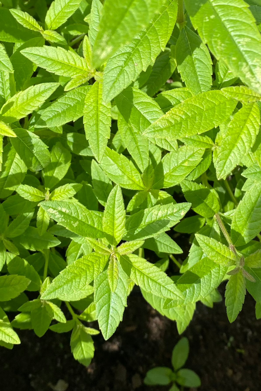 Azijn van citroenverbena